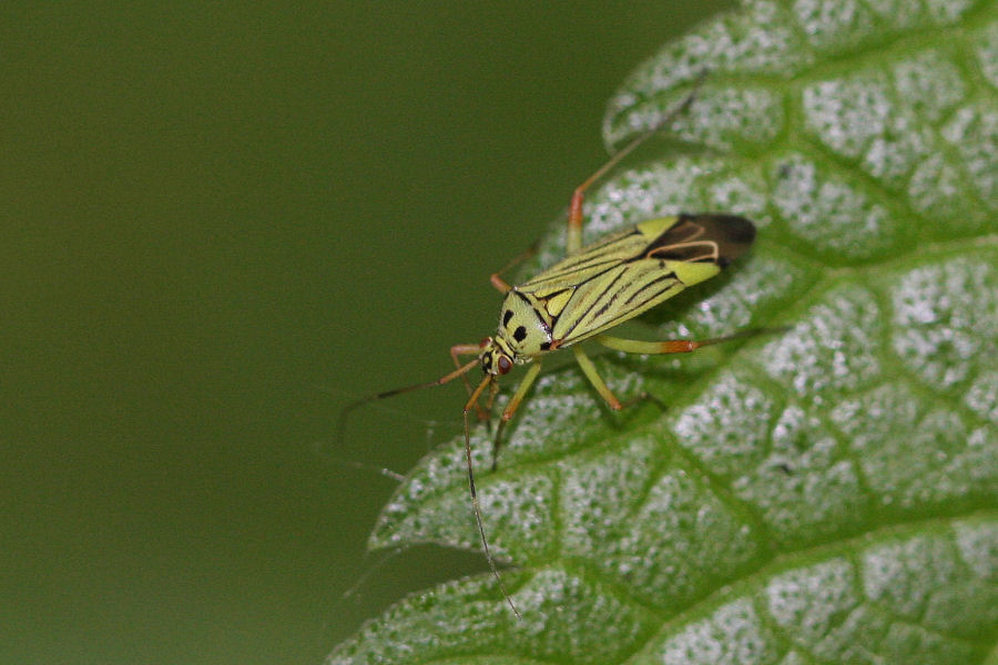 Miridae: curiosit su Mermitelocerus schmidti dell''Emilia